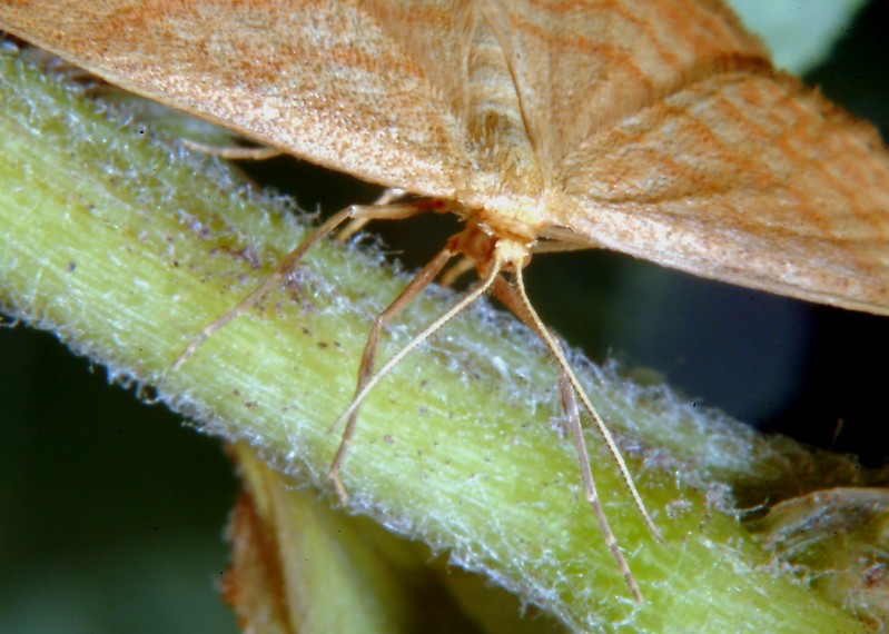 Idaea ochrata